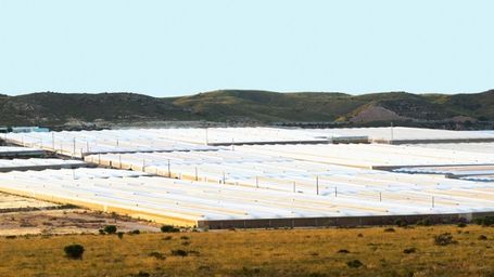 Workers´ right abuse in agriculture