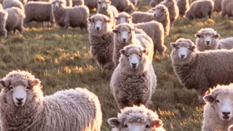 Can regenerative wool make fashion more sustainable?