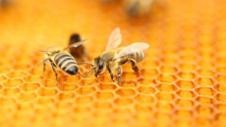 Beekeeping is booming in Berlin!