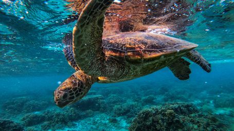 The World Is Losing Migratory Species at Alarming Rates