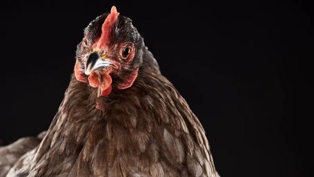 Recycling chicken fat into energy.
You know... for science.