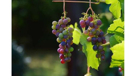 What climate change means for Canada's wine industry