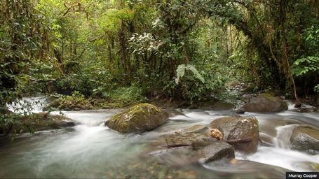 This Ecuadorian forest thrived amid deforestation after being granted legal rights
