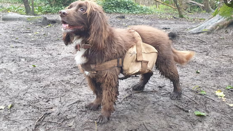 Dogs Cosplaying as Wolves Helping to Rewild a UK Nature Preserve
