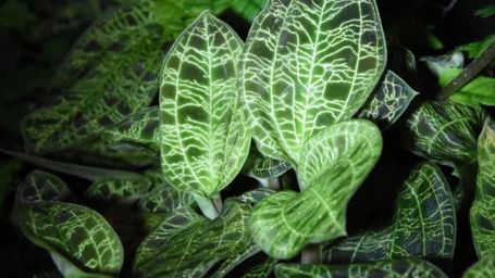 Could a Plant Help Guide Design of Next-Generation Solar Panels?