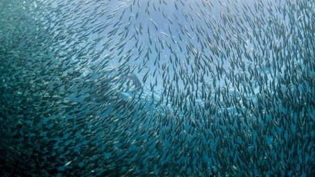 Moalboal's sardine run beach among Southeast Asia's best