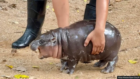 Moo Deng, the Pygmy Hippo from Thailand, Is Getting Too Famous for Her Own Good