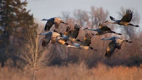 The ancient practice of 'good fire' is reviving Nebraska's birds, bears and berries