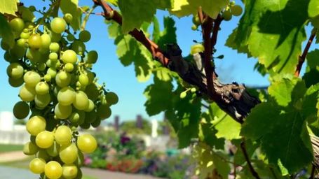 The Psychology of the Sour Grape Effect