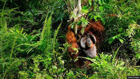 Industrial wastelands to wildlife oases: Five nature wins that have actually worked