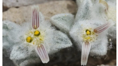 Furry New Sunflower Discovered in a Texas National Park