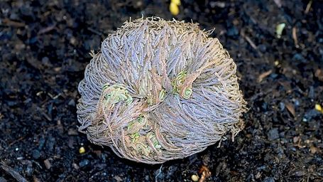 Resurrection Plants: The Drought-Resistant 'Zombie Plants' That Revive After Death