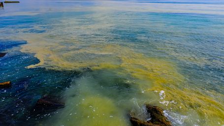Lethal algae bloom is over, but sickened marine mammals aren't safe yet