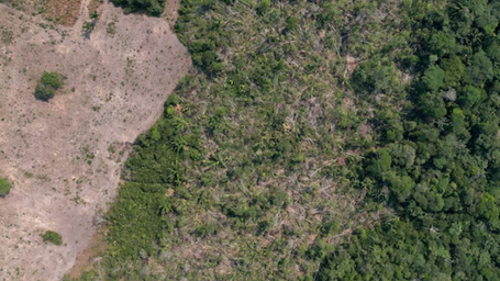 Brazil's Piaui state plans carbon credits to protect rainforest
