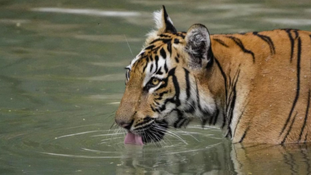International Tiger Day 2025