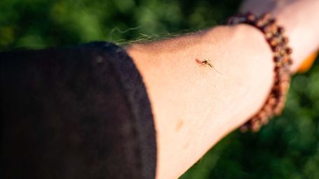 Turns Out, Beer Might Make You More Mosquito-Magnetic