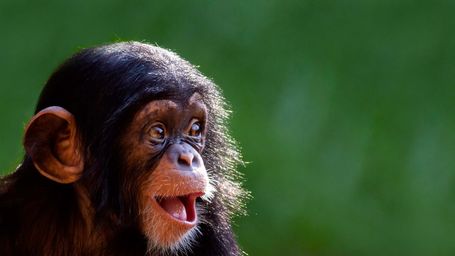 Adorable baby and animal moments that will make you smile