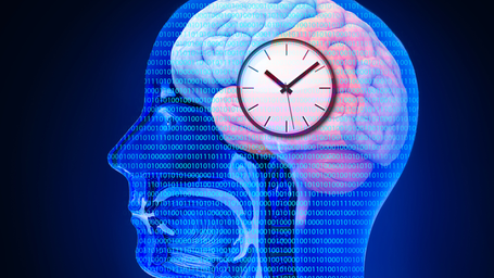 Scientists discover the secret to keeping your biological clock on track