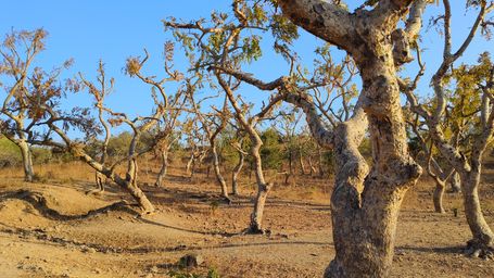 Why the world is running out of frankincense