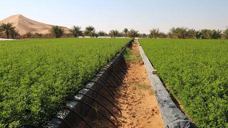 UAE leads the Agricultural Innovation Mission for Climate