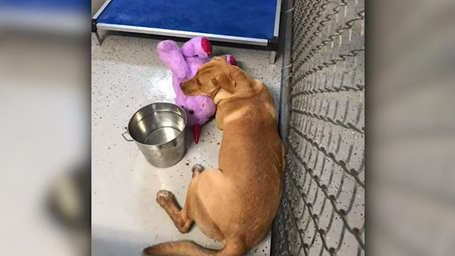 Stray dog tries to steal stuffed unicorn from store until officer buys it for him