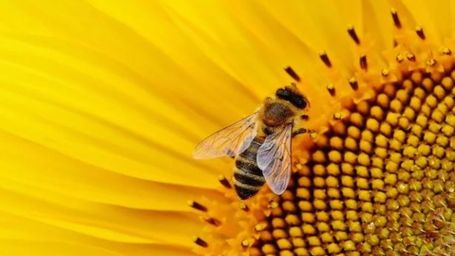 Vaccine for honeybees