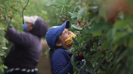 This flying AI robot can pick fruit – preventing waste in the process