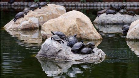 Hong Kong volunteers aid injured turtles after 'mercy release'