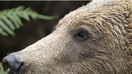 Belitsa Park - A safe haven for former dancing bears in Bulgaria.