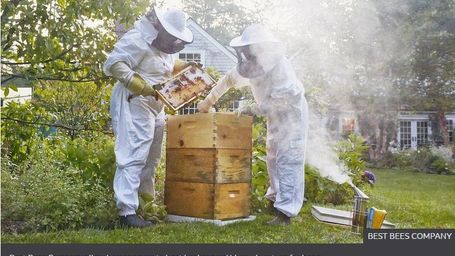 Tech firms use remote monitoring to help honey bees