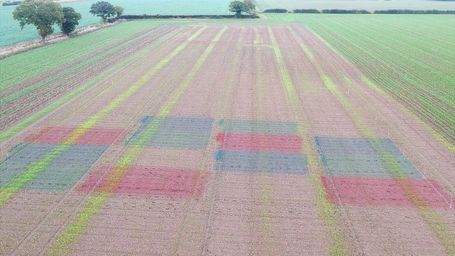 Patchworks of multi-coloured crops a natural alternative to pesticides?