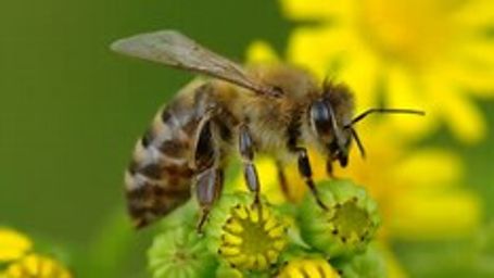 Natural manuka honey could help treat a potentially lethal lung infection