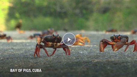 Crabs could be the unlikely hero the battery industry needs