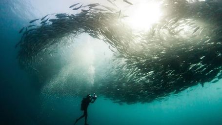 6 environmental wins that gave us hope in 2022