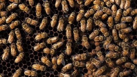 US government approves use of world’s first vaccine for honeybees