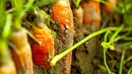 How microplastics are infiltrating the food you eat