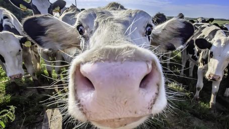 Breeding planet-friendly cattle