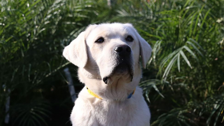 The plan to save Italy's dying olive trees with dogs
