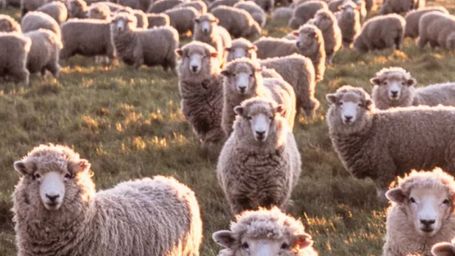 Can regenerative wool make fashion more sustainable?