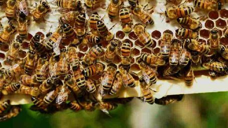 Beekeeping For A Successful Sweet Revolution