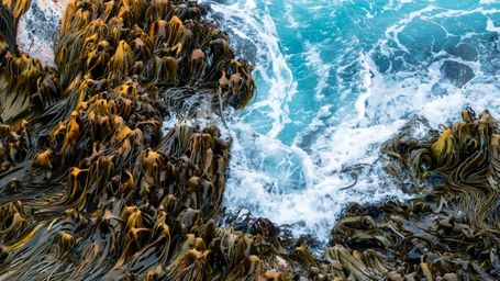 The hope and hype of seaweed farming for carbon removal