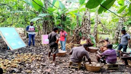 The Positive Impacts of Cocoa Certification on Ghanaian Cocoa Farmers' Livelihoods