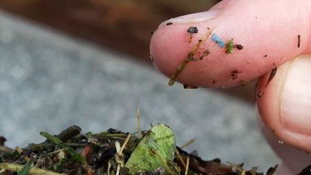 Microplastics ingested by humans can be found in every organ including the brain, new study finds