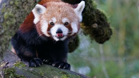 The extraordinary ways that animals affect the planet