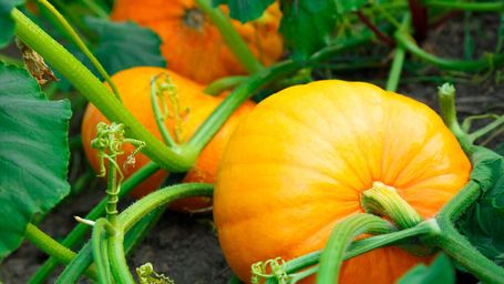 10 Green Halloween Tips