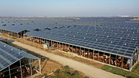 In Wyoming, Sheep May Safely Graze Under Solar Panels in One of the State’s First “Agrivoltaic” Projects