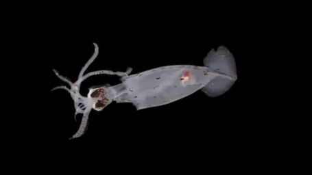 Scientists discover 100 potential new deep-sea species, including mystery creature