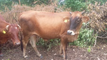 Vaccine target for devastating livestock disease could change lives of millions