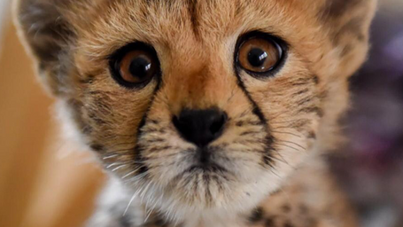 Dogs Help Save Endangered Species.