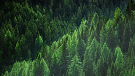 What does it mean when you see the FSC label on a product?